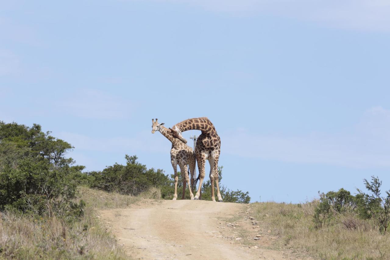 Horseshoe Game Reserve Ист-Лондон Экстерьер фото