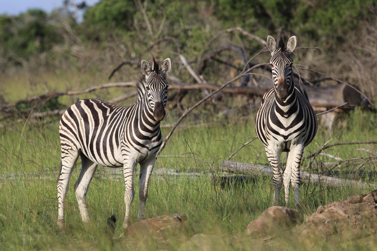 Horseshoe Game Reserve Ист-Лондон Экстерьер фото